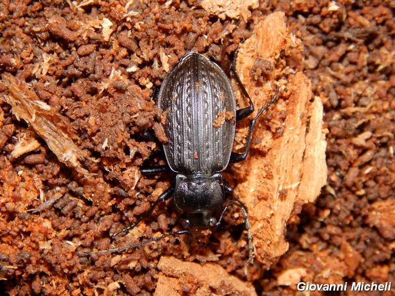 Carabus granulatus interstitialis, Carabidae